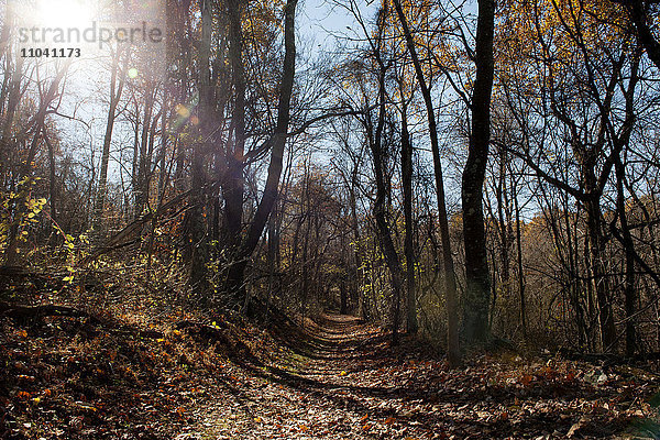Weg durch den Wald im Herbst