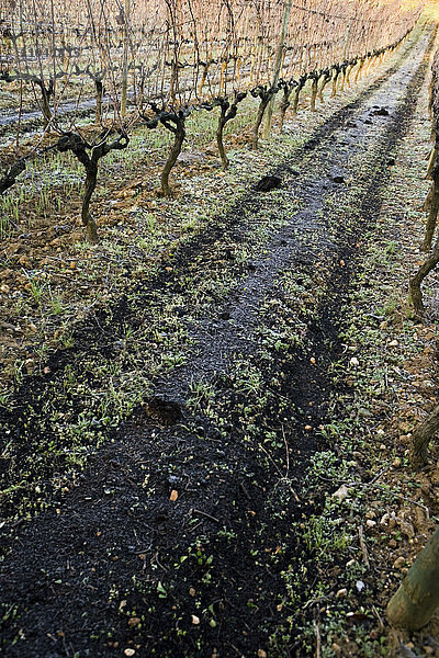 Weinreben im Winter