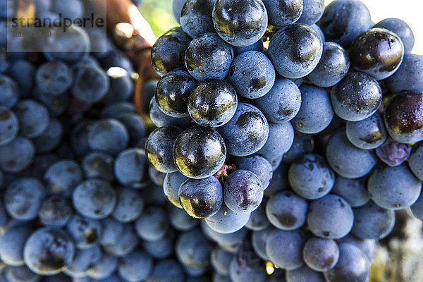 Weintrauben  die auf Reben wachsen
