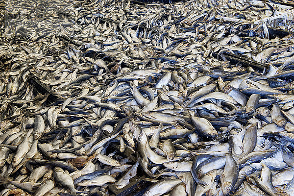 Toter Fisch  Vollrahmen