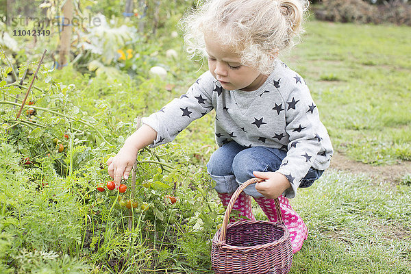 Kleines Mädchen pflückt Kirschtomaten aus dem Gemüsegarten