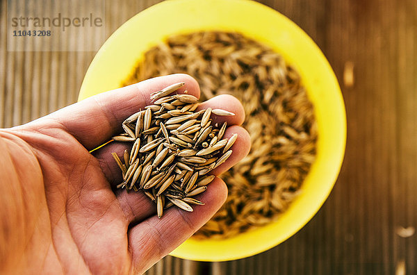 Hand mit Grassamen aus einer Schale