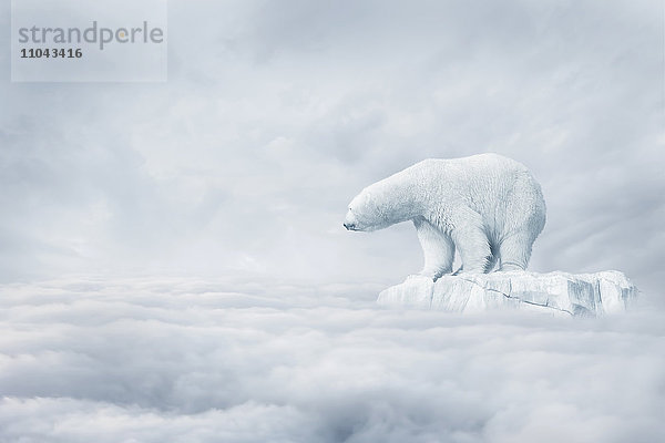 Eisbär schwimmt auf Eisscholle in Wolken