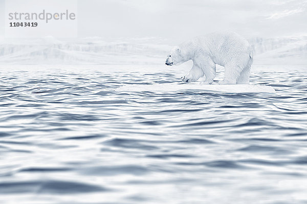 Eisbär schwimmt auf Eisscholle im Meer