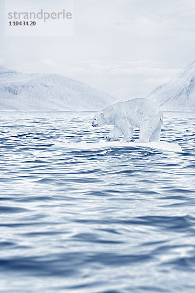 Eisbär schwimmt auf Eisscholle im Meer