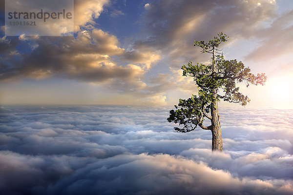 Baum über den Wolken