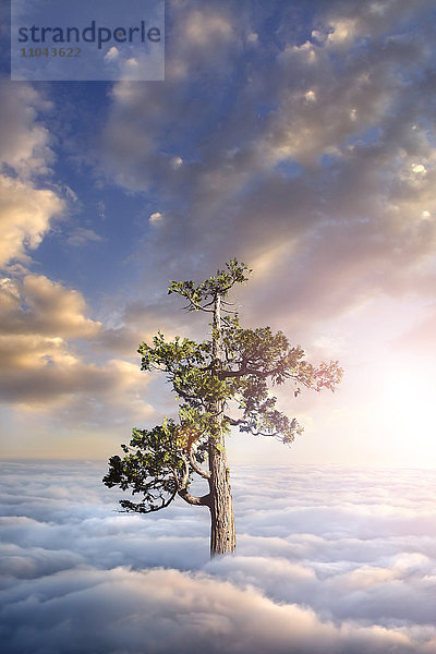 Baum über den Wolken
