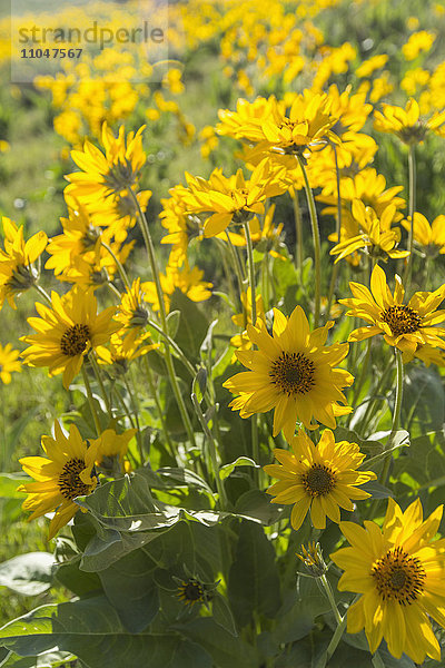 Gelbe Blumen im Feld