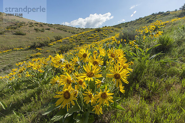 Gelbe Blumen in hügeliger Landschaft