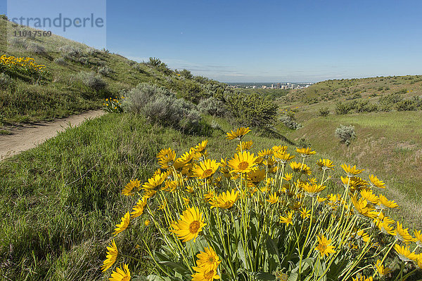 Gelbe Blumen in hügeliger Landschaft