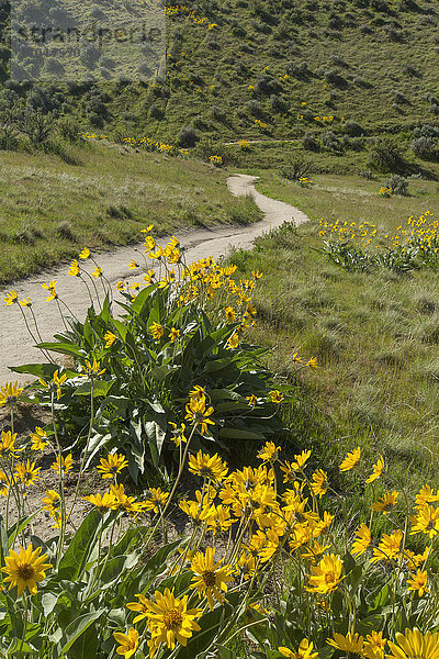 Gelbe Blumen und Feldweg in hügeliger Landschaft