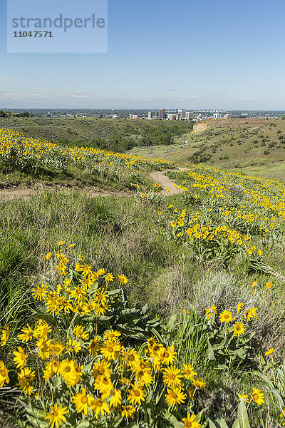 Gelbe Blumen und Feldweg in hügeliger Landschaft in der Nähe der Stadt