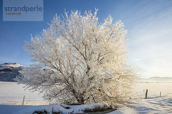 Schneebedeckter Baum in ländlicher Landschaft