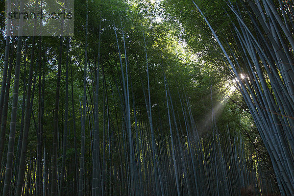 Niedriger Blickwinkel auf Sonnenschein durch Bambusbäume