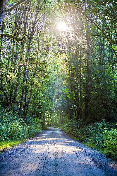 Sonnenstrahl durch Bäume auf Waldweg