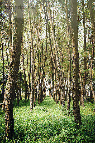 Bäume wachsen im Wald