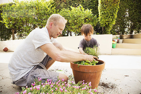 Vater und Sohn setzen die Pflanze in den Topf