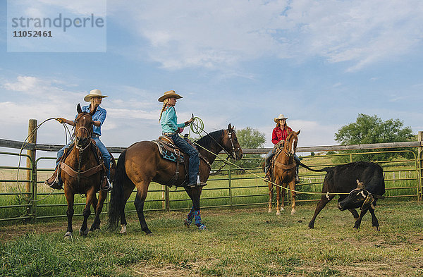 Cowgirls auf dem Pferderücken fangen Rinder auf einer Ranch mit dem Lasso ein