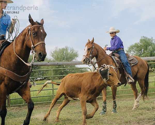 Cowgirl und Cowboy fangen Rinder auf einer Ranch mit dem Lasso ein