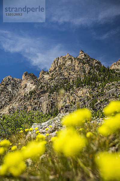 Gelbe Blumen am Berg