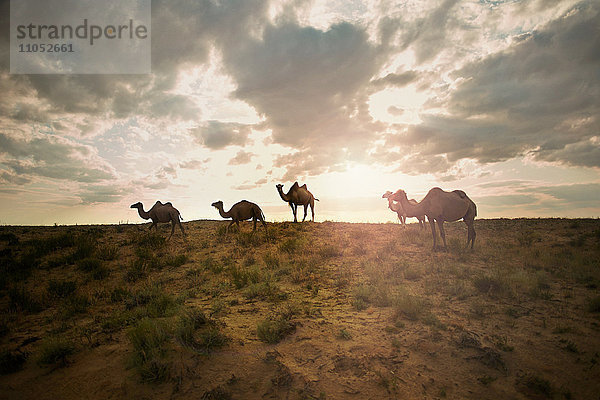 Kamele im Feld bei Sonnenuntergang
