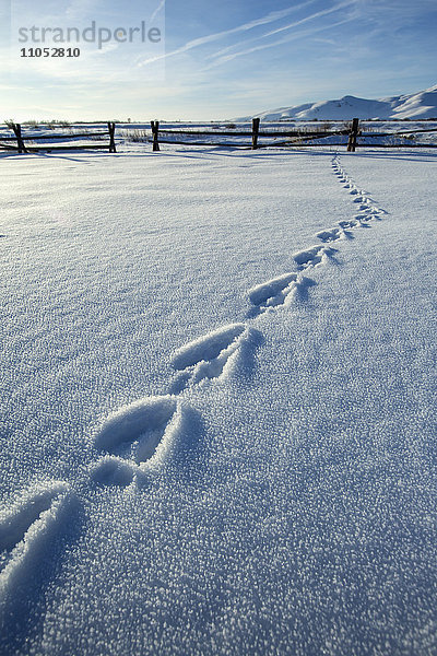 Fußspuren auf verschneitem Acker