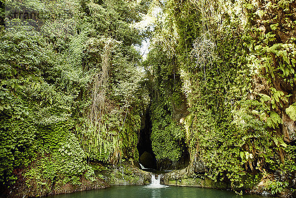 Dichter Dschungel  hohe Bäume mit üppigem Laub. Ein Wasserfall  der sich in einen Pool ergießt.