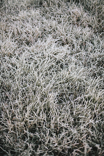 Frösteln am frühen Morgen  leichter Frost auf dem Gras.