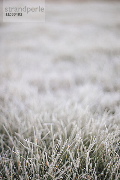 Frösteln am frühen Morgen  leichter Frost auf dem Gras.