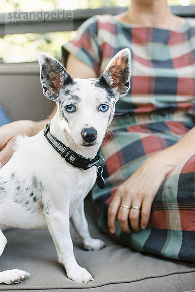 Ein Mann und ein kleiner Hund mit großen Ohren sitzen auf einer Bank.