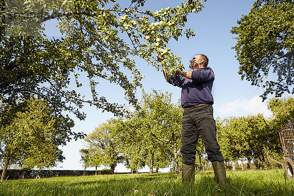 Ein Mann erntet Äpfel von den Zweigen eines Apfelbaums in einem Apfelweingarten.