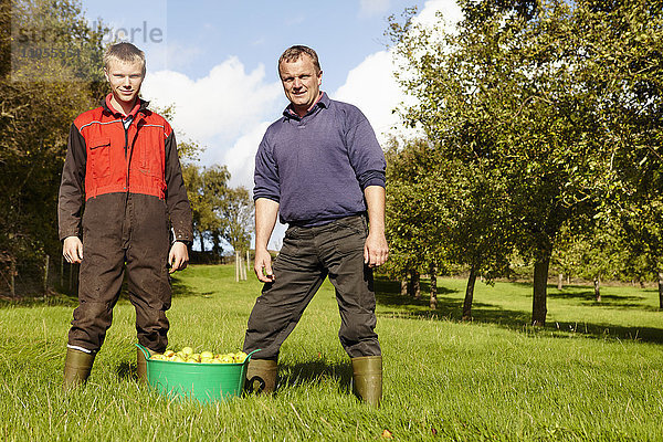 Vater und Sohn arbeiten in einem Familienbetrieb und ernten Mostäpfel in einem Obstgarten.