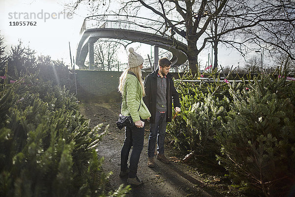 Eine Frau wählt einen traditionellen Kiefern- oder Weihnachtsbaum aus einer großen Auswahl in einem Gartencenter aus.