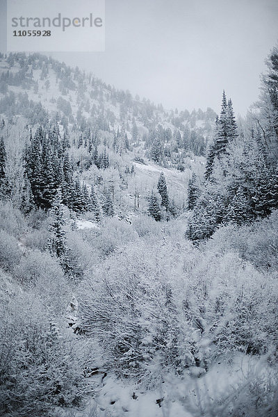 Die Berge im Winter  Blick auf Kiefernwälder im Schnee.