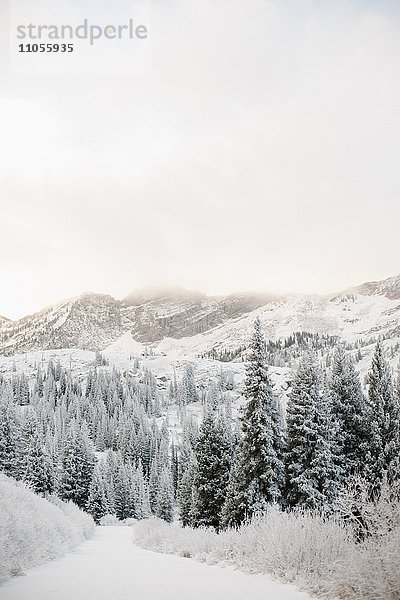 Die Berge im Winter  Kiefernwald in einem Tal mit niedriger Bewölkung und dichtem Schnee.