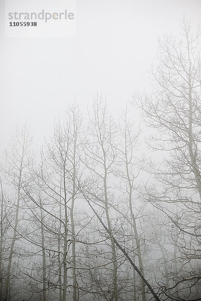 Wälder im Winter  kahle Bäume im Nebel  ein schräg geneigter Baumstamm.