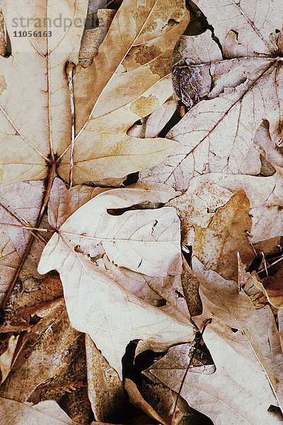 Stapel von getrockneten Ahornblättern im Herbst.