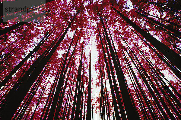 Das Blätterdach des Waldes und die immergrünen Bäume vom Boden aus gesehen im Cascades-Nationalpark  Washington.