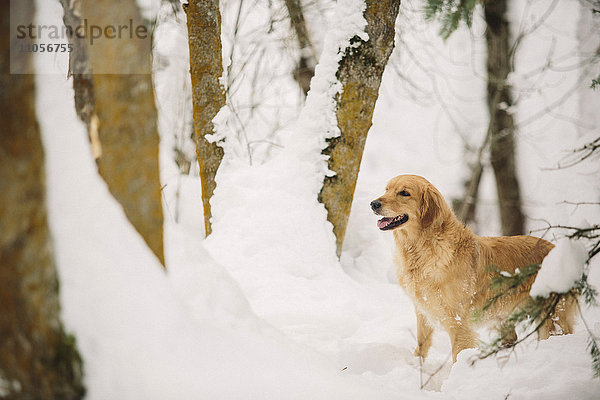 Laubwald Schnee Hund Golden Retriever