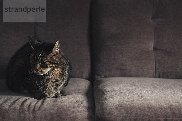 Eine Katze sitzt auf einem grauen Sofa.