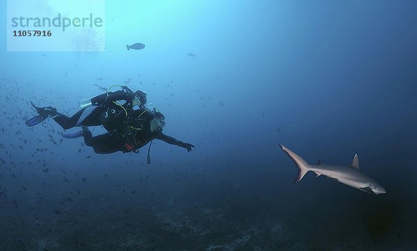 Zwei Taucher und graue Riffhaie (Carcharhinus amblyrhynchos)  Indischer Ozean  Malediven  Asien