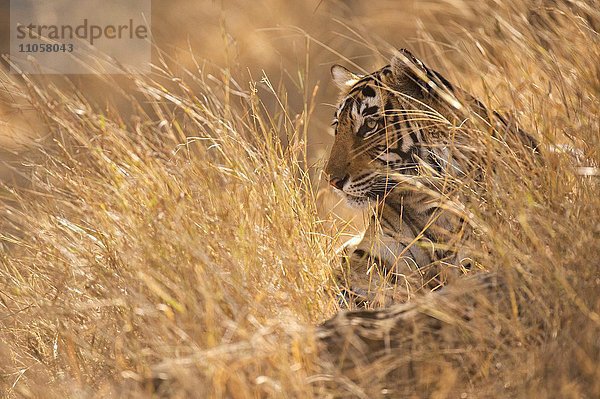 liegend liegen liegt liegendes liegender liegende daliegen Raubkatze Tiger Panthera tigris Wald trocken ungestüm hinaussehen Asien Indien Ranthambhore-Nationalpark