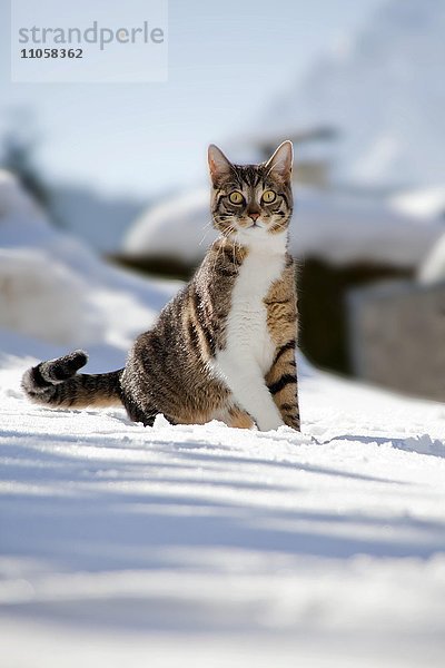 Katze sitzt im Schnee  Mittenwald  Bayern  Deutschland  Europa