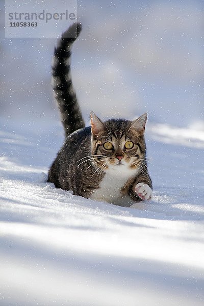 Katze läuft durch frischen Schnee  Bayern  Deutschland  Europa