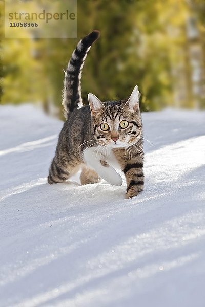 Katze läuft durch frischen Schnee  Bayern  Deutschland  Europa