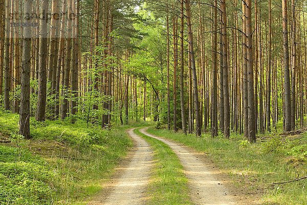 Waldweg durch Kiefernwald mit beginnender Verjüngung durch Laubbäume  Biosphärenreservat Schorfheide-Chorin  Uckermark  Brandenburg  Deutschland  Europa