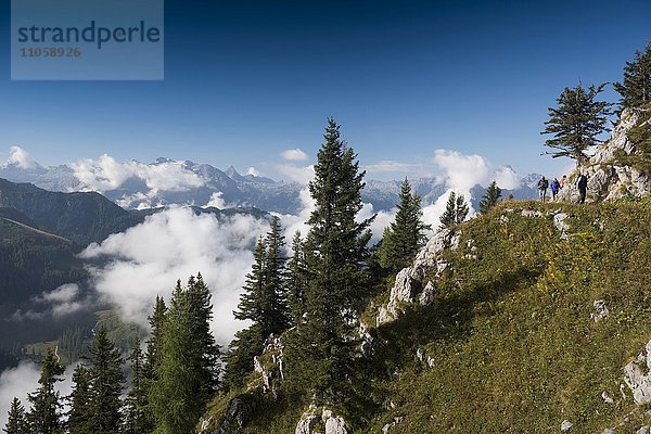 Am Jenner mit Blick auf Berchtesgadener Alpen  Nationalpark Berchtesgaden  Berchtesgadener Land  Oberbayern  Bayern  Deutschland  Europa