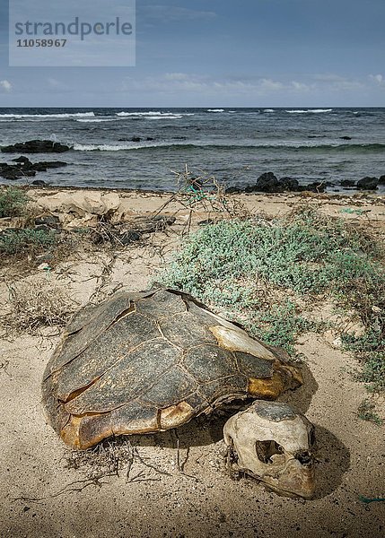 Skelett einer Unechten Karrettschildkröte (Caretta caretta)  Wilderei  Insel Sal  Kapverdische Inseln  Kap Verde  Afrika