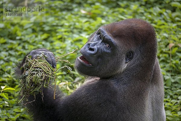 Westlicher Flachlandgorilla (Gorilla gorilla gorilla)  Männchen beim Fressen  Silberrücken  captive  Primate Sanctuary  Limbé  Region Süd-West  Kamerun  Afrika