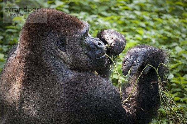 Westlicher Flachlandgorilla (Gorilla gorilla gorilla)  Männchen beim Fressen  Silberrücken  captive  Primate Sanctuary  Limbé  Region Süd-West  Kamerun  Afrika